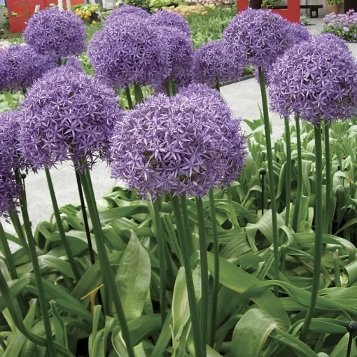 Globemaster Allium - Image 2