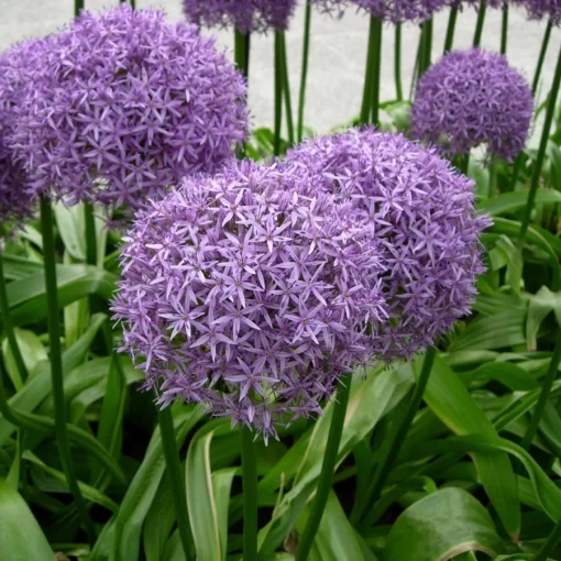 Globemaster Allium - Image 3
