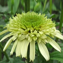 Echinacea Cone-Fections™ 'Honeydew' Seeds