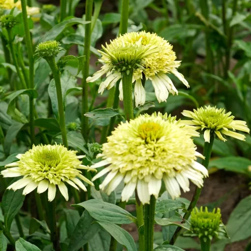 Echinacea Cone-Fections™ 'Honeydew' Seeds - Image 2