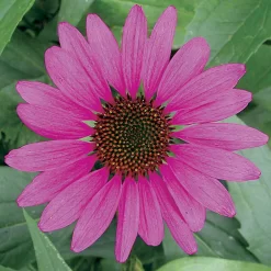 Magnus Coneflower Seeds