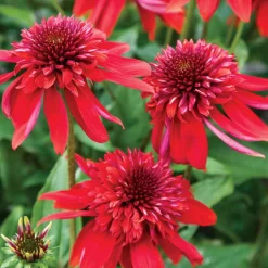 Eccentric Coneflower Seeds