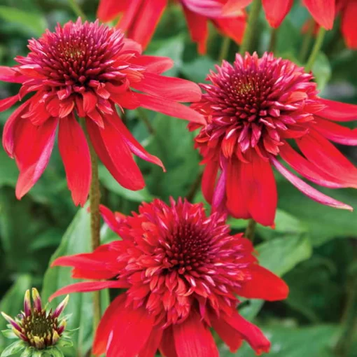Eccentric Coneflower Seeds