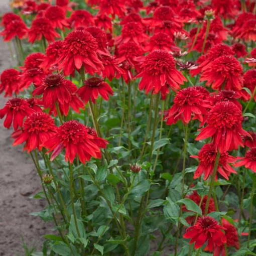 Eccentric Coneflower Seeds - Image 2