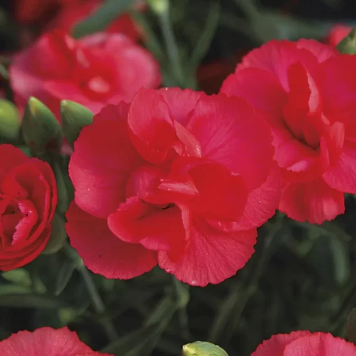 Rosebud Dianthus Seeds