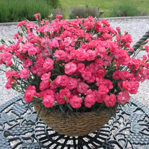 Rosebud Dianthus Seeds - Image 2