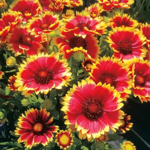 Sunset Cutie Blanket Flower - Image 2