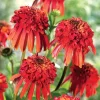 Echinacea Cone-Fections™ 'Hot Papaya' Seeds