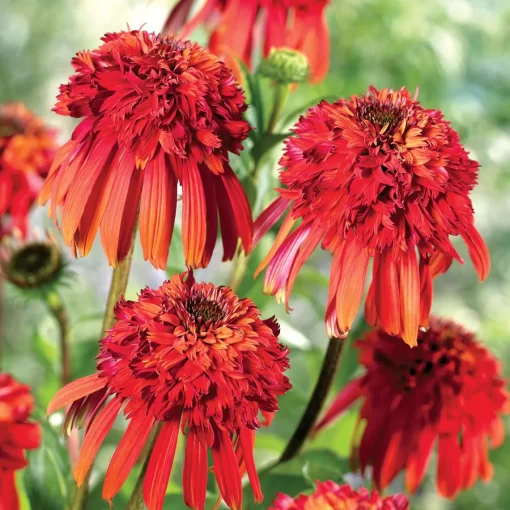 Echinacea Cone-Fections™ 'Hot Papaya' Seeds