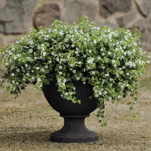 Snowtopia™ Bacopa Seeds