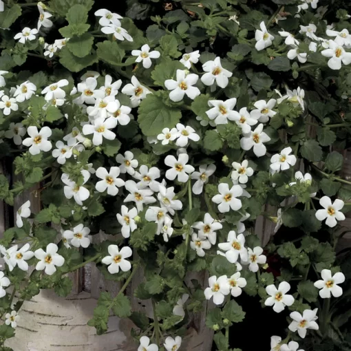 Snowtopia™ Bacopa Seeds - Image 2