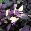Purple Flash Ornamental Pepper Seeds