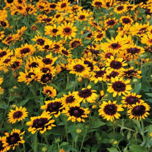 Denver Daisy Rudbeckia Seeds - Image 2
