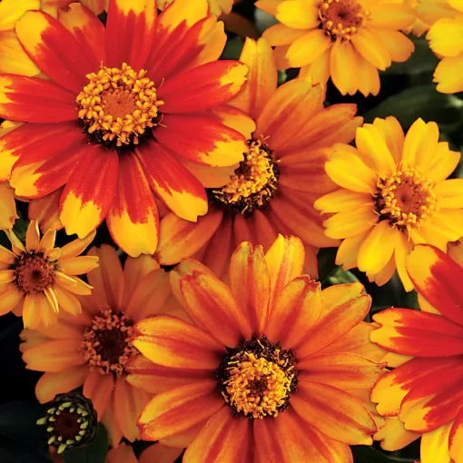 Zahara Sunburst Zinnia Seeds - Image 2