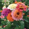 Candy Mix Zinnia Seeds