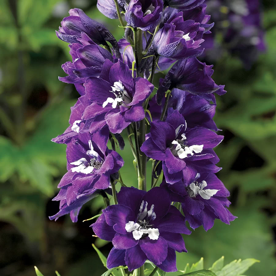 Magic Fountains Sky Blue White Bee - Delphinium Seed