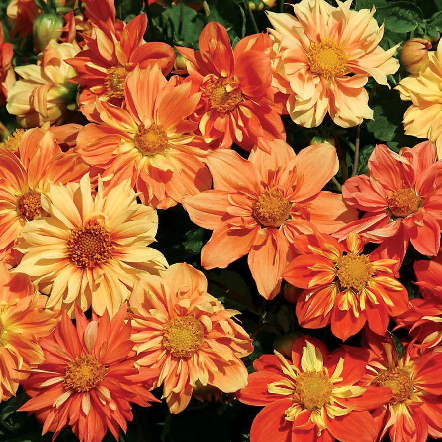 'Sunny Reggae' Dahlia Seeds [52020-PK-P1] - $3.50 : Weseeds.com