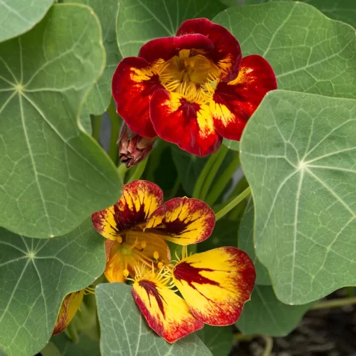 'Orchid Flame' Nasturtium Seeds - Image 2