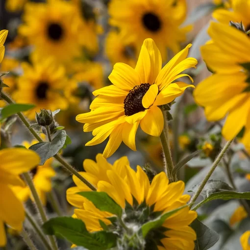 Sunfinity® Yellow Dark Center Sunflower Seeds