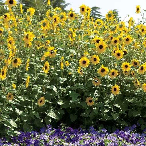 Sunfinity® Yellow Dark Center Sunflower Seeds - Image 2