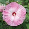 Hibiscus Honeymoon Light Rose (Pink)