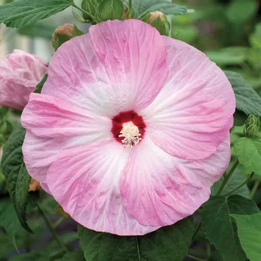 Hibiscus Honeymoon Light Rose (Pink)