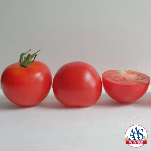 Red Racer Hybrid Tomato Seeds - Image 2