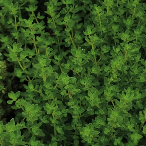 ProEasy Thyme Seeds - Image 2