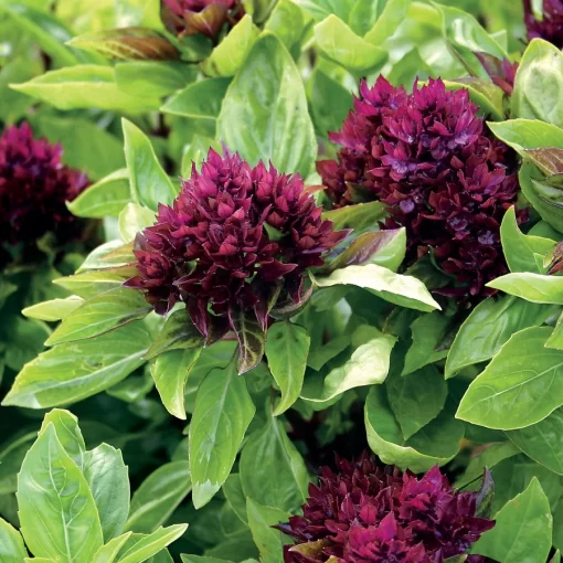 Cardinal Organic Basil Seeds