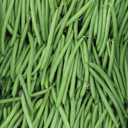 Endeavour Bush Bean Seeds