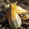 Autumn Colors Cushaw Pumpkin