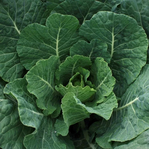 Tiger Hybrid Collards Seeds [WS-16091] - $4.00 : Weseeds.com