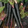 Carrot Black Nebula