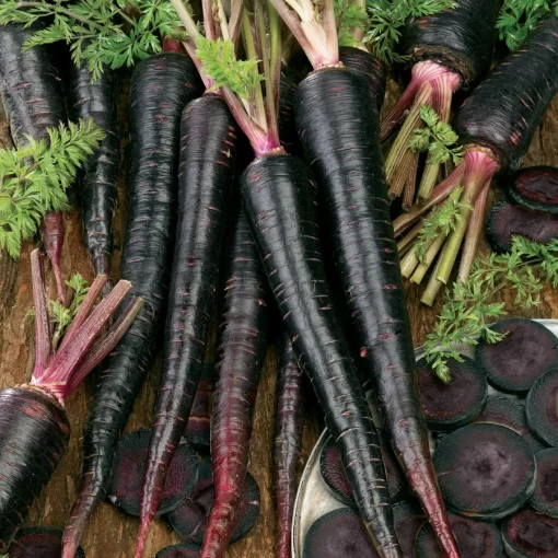 Carrot Black Nebula