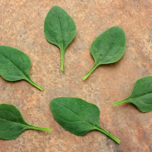 Baby Leaf Riverside Spinach Seeds - Image 2