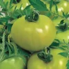 Fried Green Tomato Hybrid Tomato Seeds