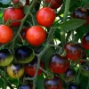Midnight Snack Hybrid Tomato Seeds