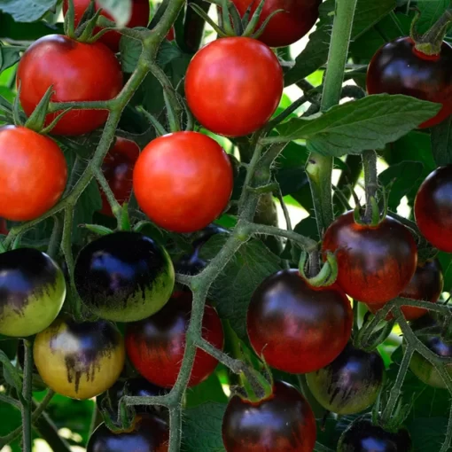 Midnight Snack Hybrid Tomato Seeds
