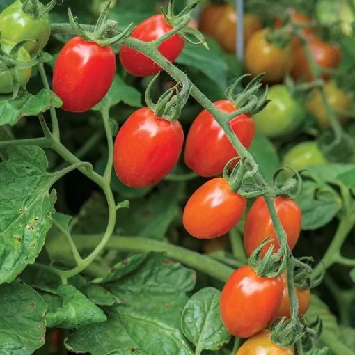 Celano F1 Grape Tomato Seeds - Image 2