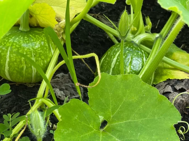 Bonbon Hybrid Squash Seeds photo review