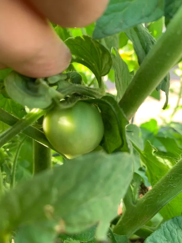 Mega Bite Hybrid Tomato Seeds photo review