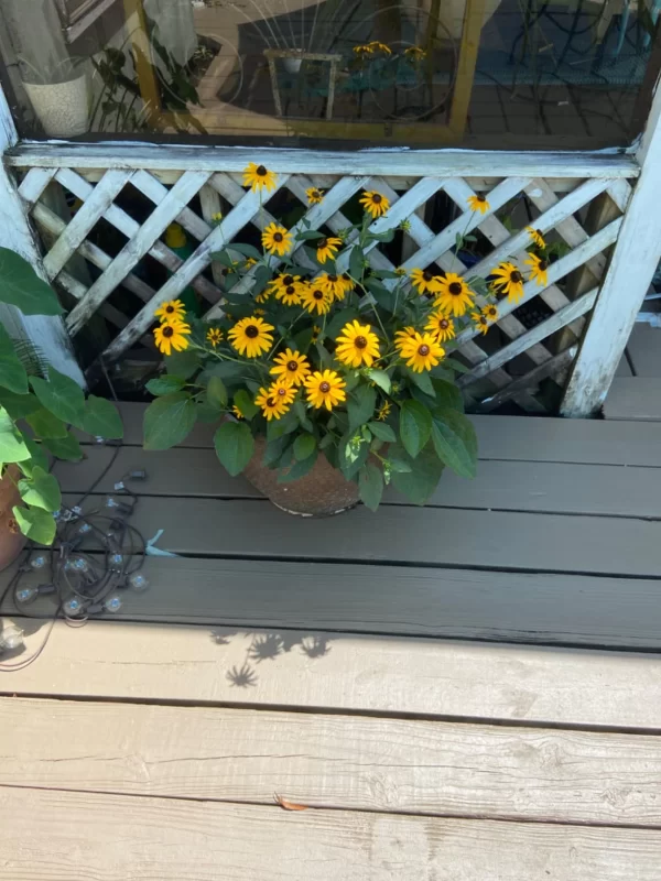 Denver Daisy™ Rudbeckia Seeds photo review