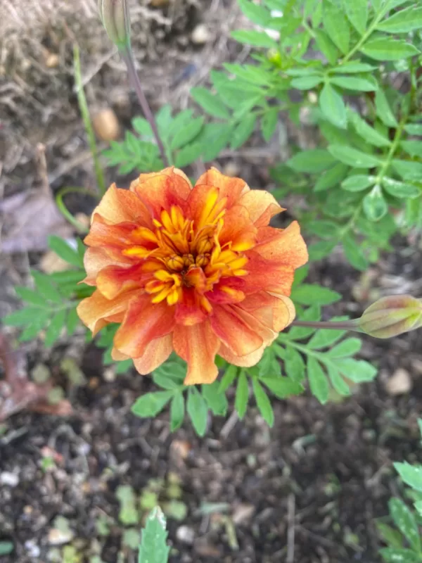 Fireball Marigold Seeds photo review