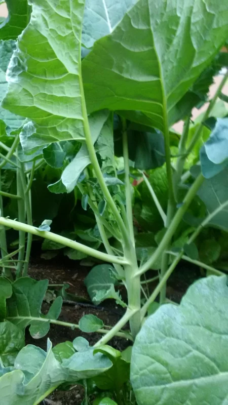 Gypsy Hybrid Broccoli Seeds photo review