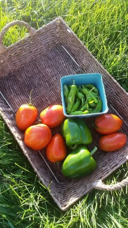 Whopper II Hybrid Bell Pepper Seeds (P) Pkt of 15 seeds photo review