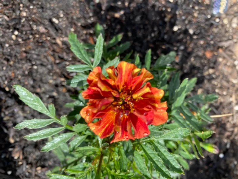 Fireball Marigold Seeds photo review