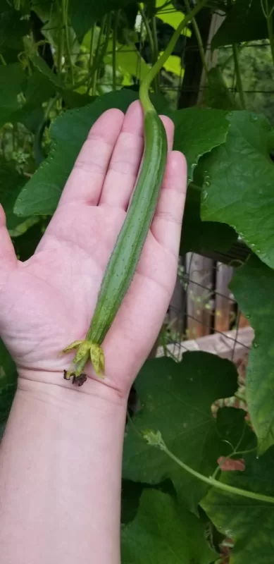 Luffa Gourd Seeds photo review