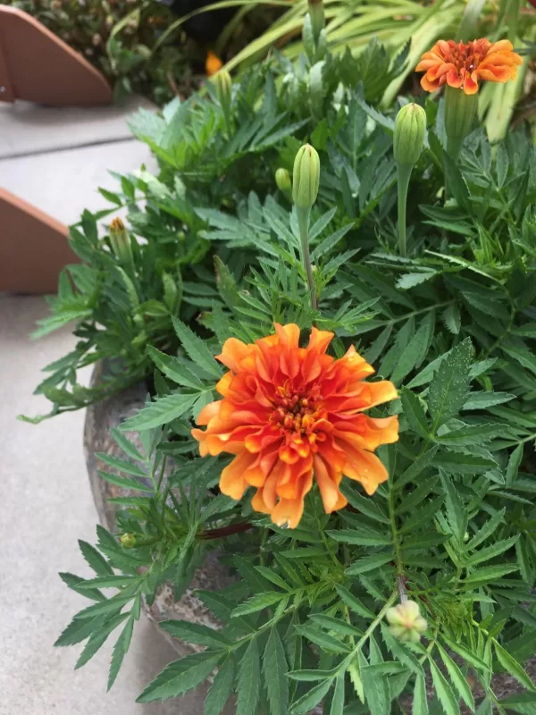 Fireball Marigold Seeds photo review