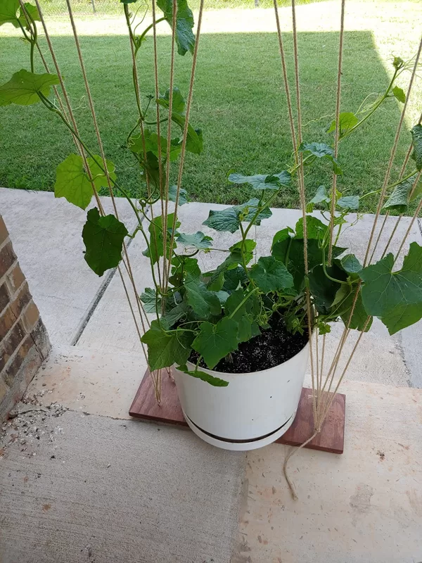 Luffa Gourd Seeds photo review