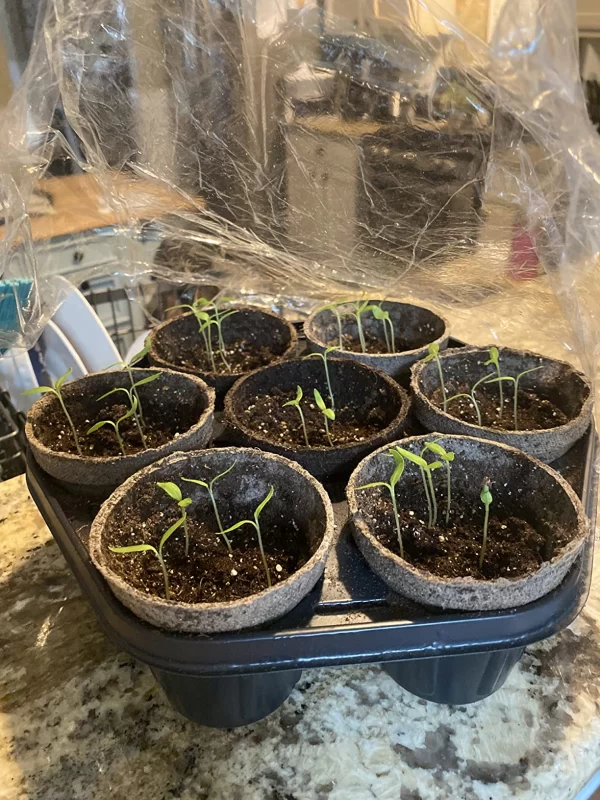 Orlando Hybrid Eggplant Seeds photo review
